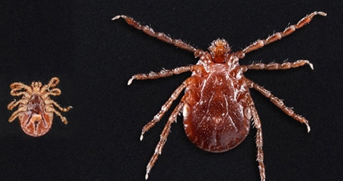 What You Need To Know About Asian Longhorned Ticks A New Tick In The United States Ticks Cdc