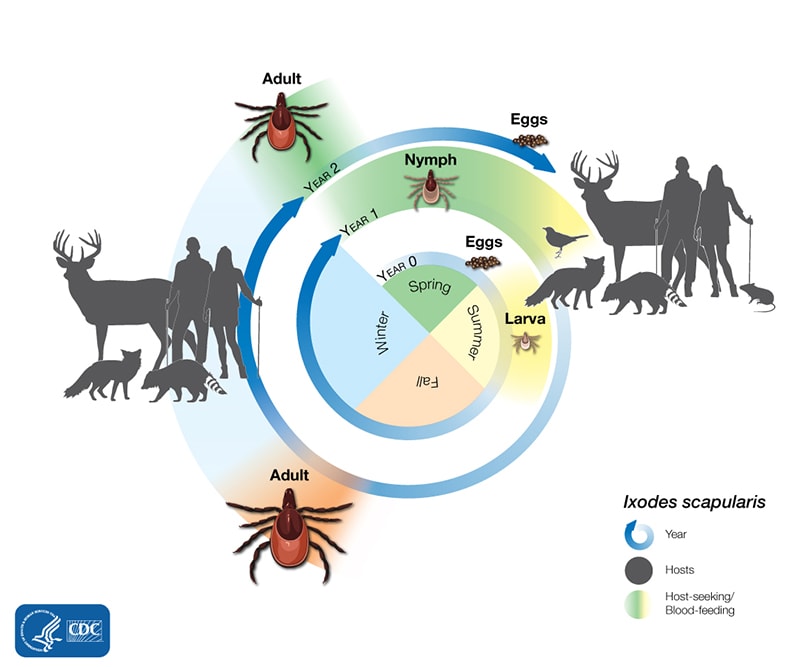 On An Up Tick Lyme Disease A Mosaic Of Microbes