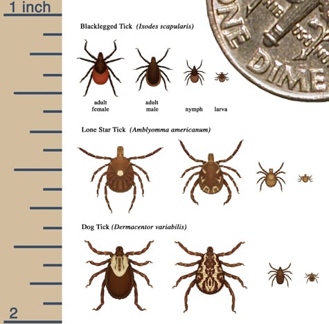 ticks stages tick sizes disease spread cdc different relative several cycle hosts