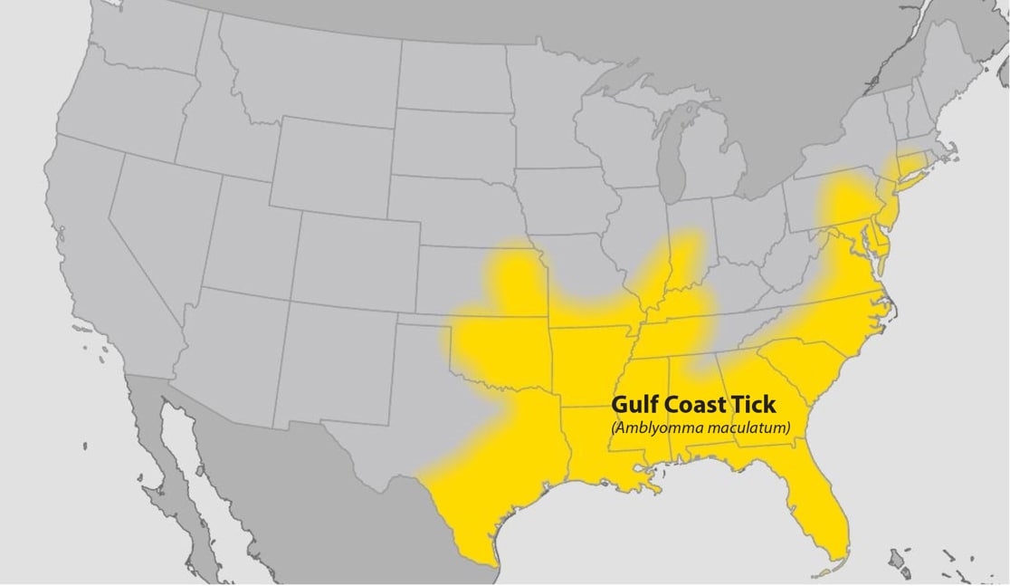 Map of the continental United States showing approximate distribution of the Gulf Coast tick highlighted in yellow.