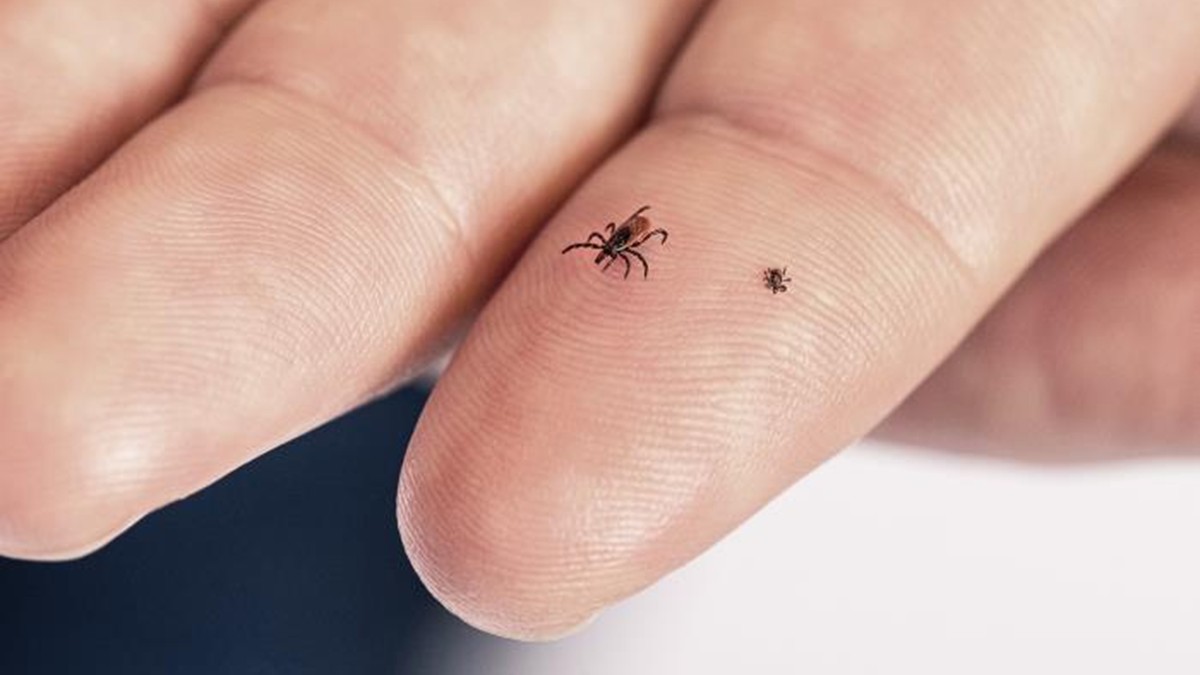 An adult and a nymph blacklegged tick on a person's left index finger