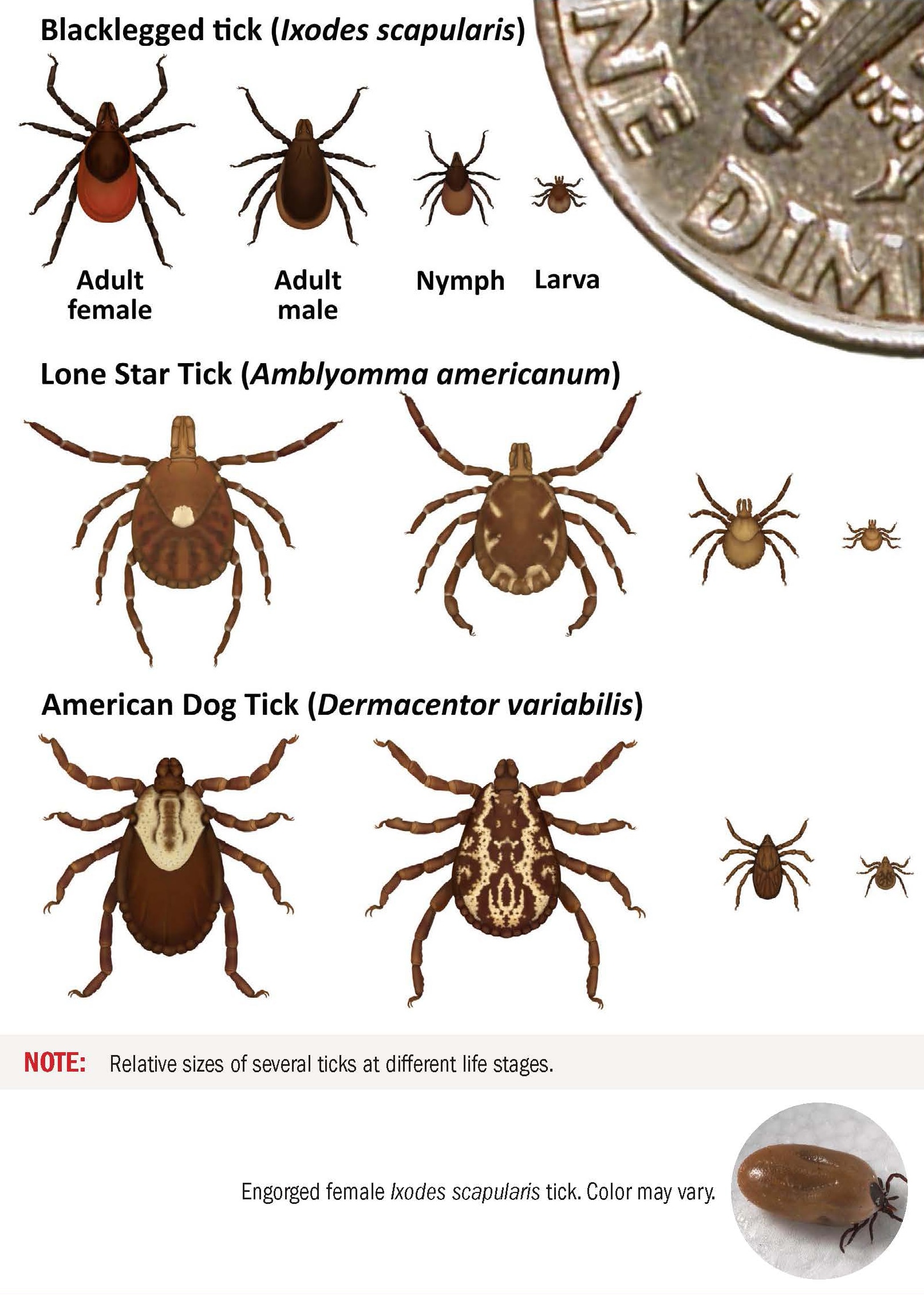 Tick Life Stages ? =16156