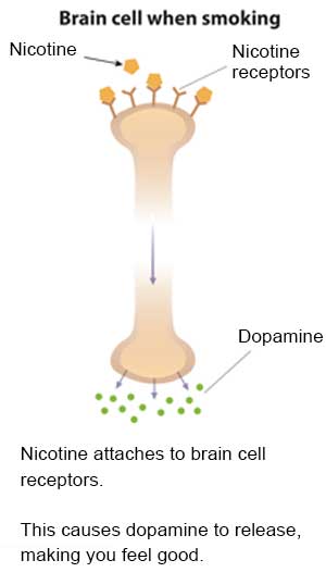 Slide 2 - Illustration of a brain cell when smoking showing nicotine, nicotine receptors and dopamine. Nicotine attaches to brain cell receptors. This causes dopamine to release, making you feel good.