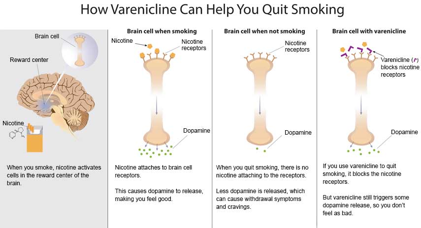 How varenicline can help you quit smoking - Slide 1 - When you smoke, nicotine activates cells in the reward center of the brain (Brain cell illustration, illustration of brain with Reward center, illustration of cigarettes with nicotine pointing to it) Slide 2 - Illustration of a brain cell when smoking showing nicotine, nicotine receptors and dopamine. Nicotine attaches to brain cell receptors. This causes dopamine to release, making you feel good. Slide 3 - Illustration of brian cell when not smoking. Showing nicotine receptors and dopamine response Slide 4 - Illustration of Brian cell showing how varenicline blocks nicotine receptors and how dopamine responds. If you use varenicline to quit smoking, it blocks the nicotine receptors. But varenicline still triggers some dopamine release, so you don't feel as bad.