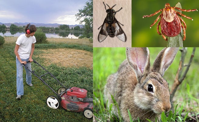 Photo montague of person mowing grass with a push mower, a horse fly, a rabbit and a tick.