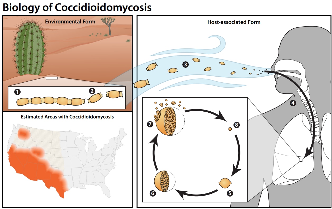 Image of the life cycle of Coccidioidescapsulatumcapsulatum: Environmental Form, Host-associated Form, and Areas of Endemicity for Coccidioidomycosis