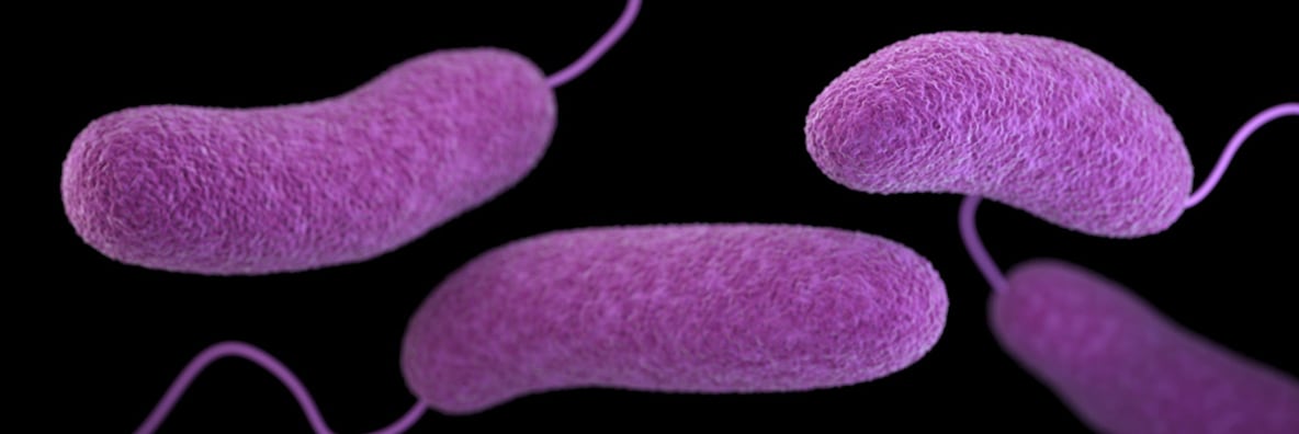 Vibrio Species Causing Vibriosis | Vibrio Illness (Vibriosis) | CDC