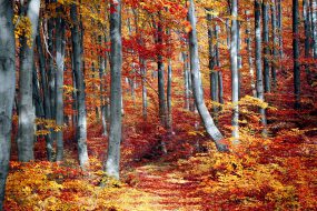 Fall forest