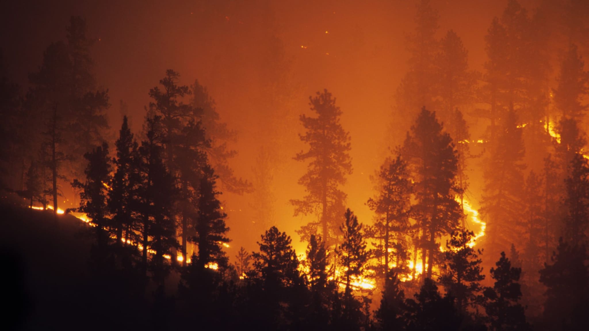 A forest glows as the fire burns out of control