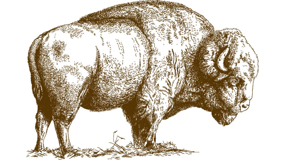 Drawing of a bison