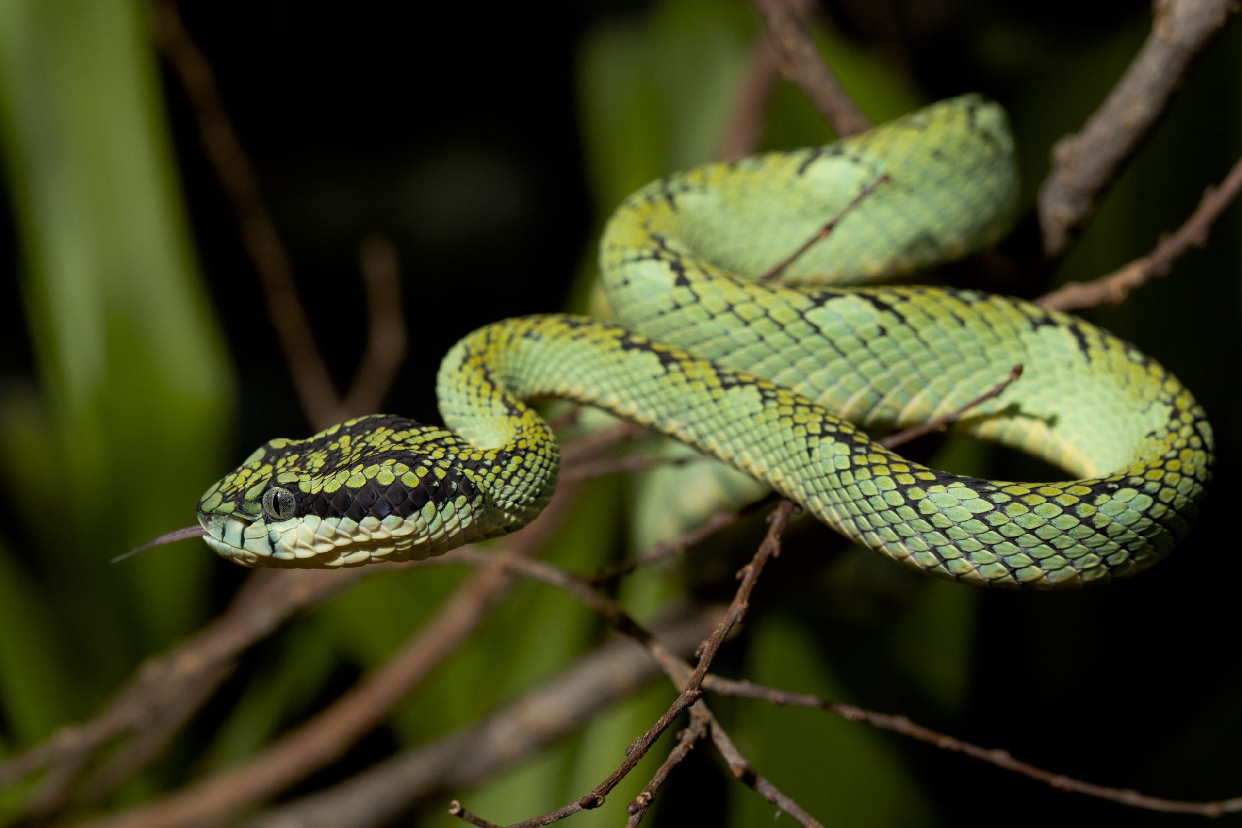A close-up photo of a green, black, and yellow Sri Lankan green pit viper, laying on tree branches.