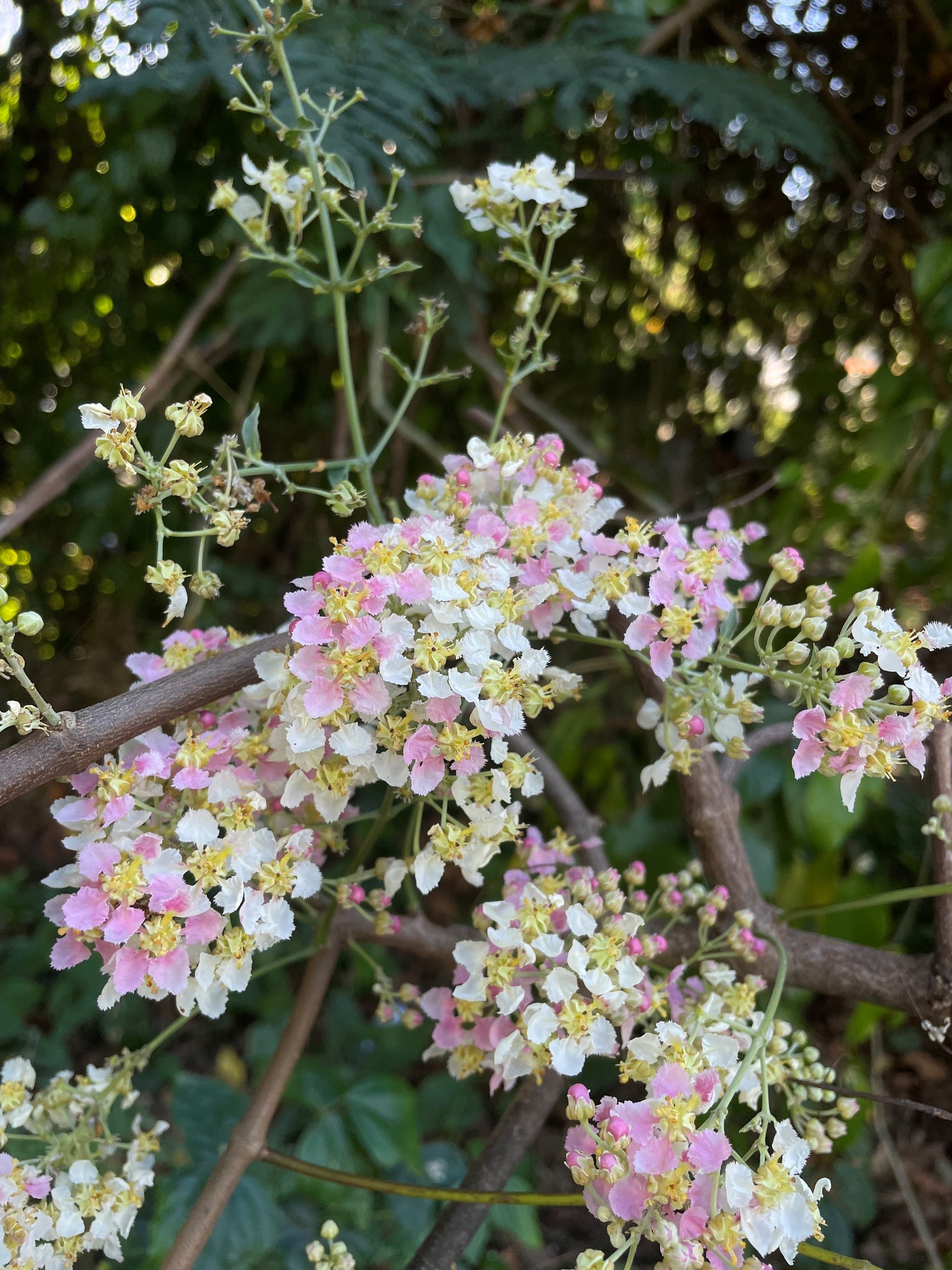 Banisteriopsis caapi with pink, white, and yellow blooms, growing on a brown tree branch.