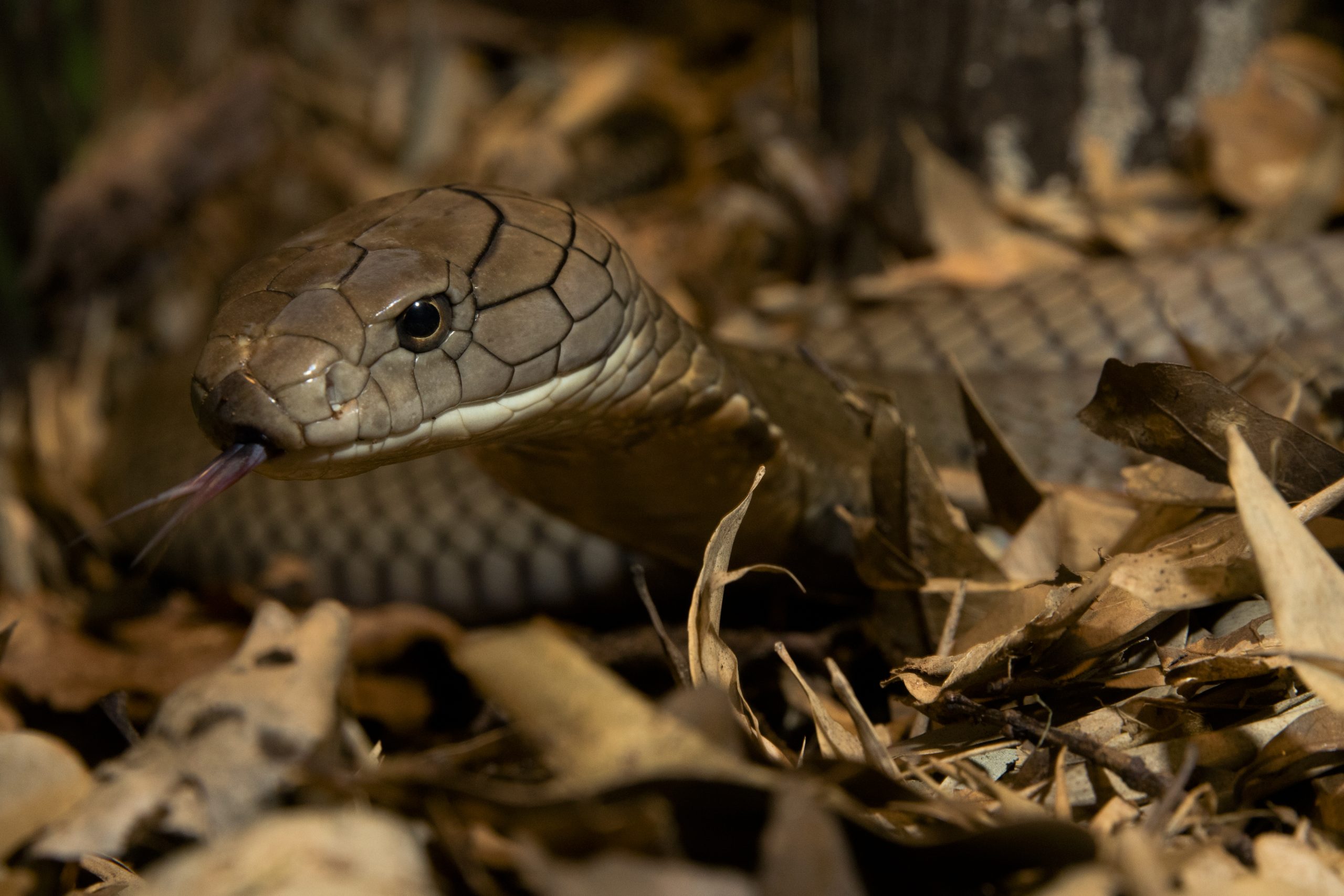 Close-up photo of a grayish brown king cobra snake in brown brush and leaves.