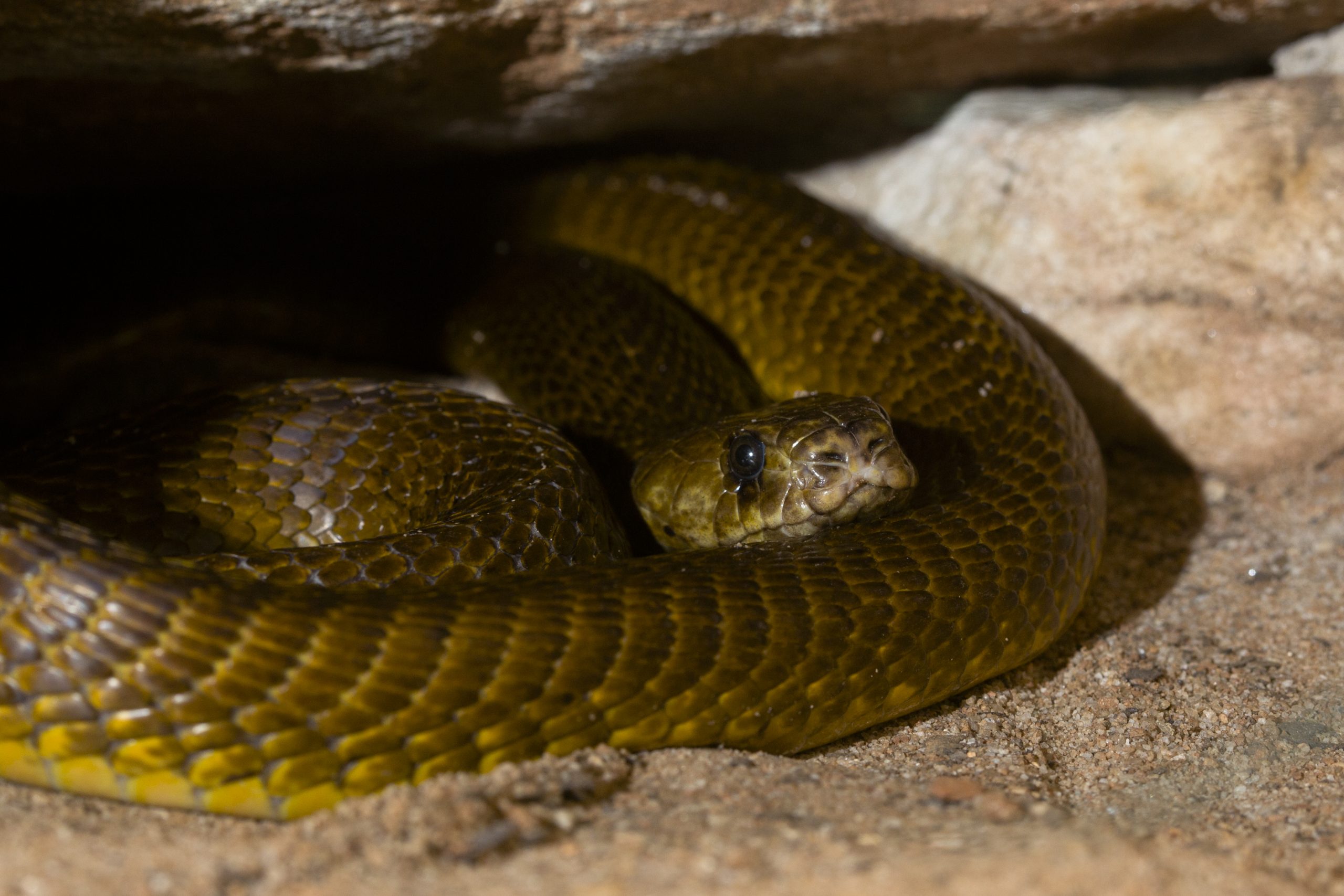 A close-up photo of a greenish brown Cape cobra snake coiled on rock/sand.