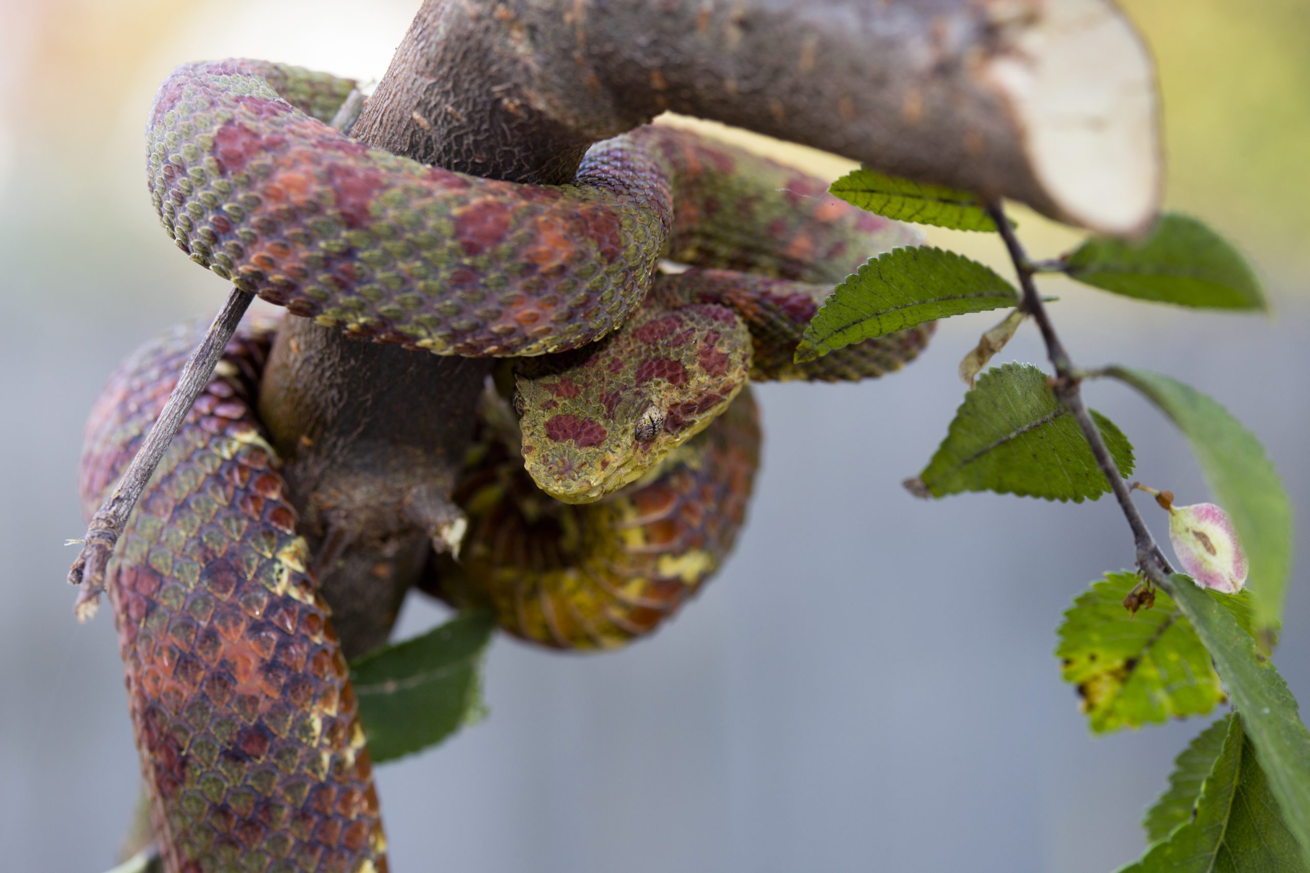 A green, red, pink, purple, and brown eyelash viper snake, coiled around a tree branch with green leaves