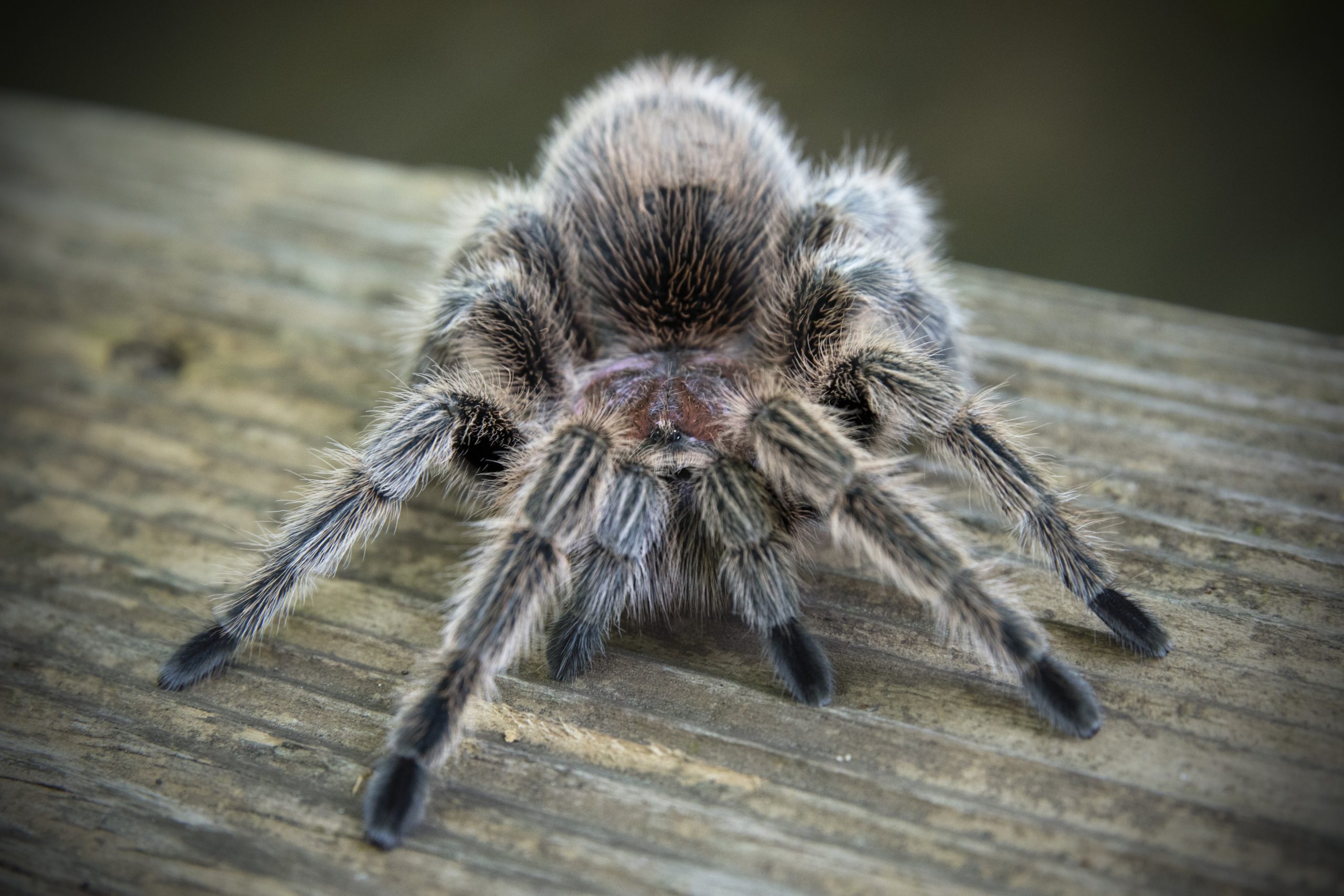 A close-up photo of a gray and black Chilean Rose Tarantula with white hair, standing on a wooden table.
