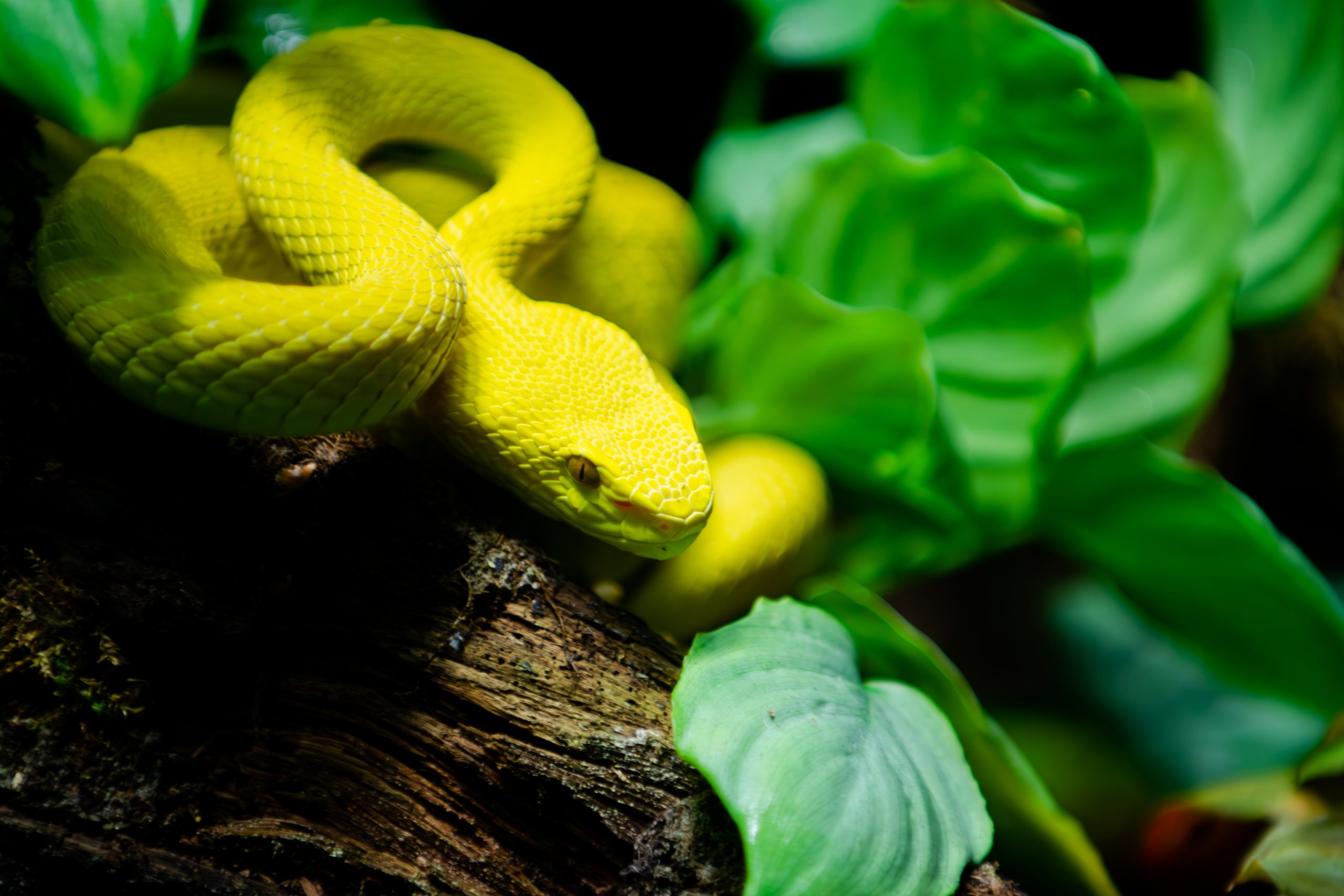 Yellow viper in a tree.