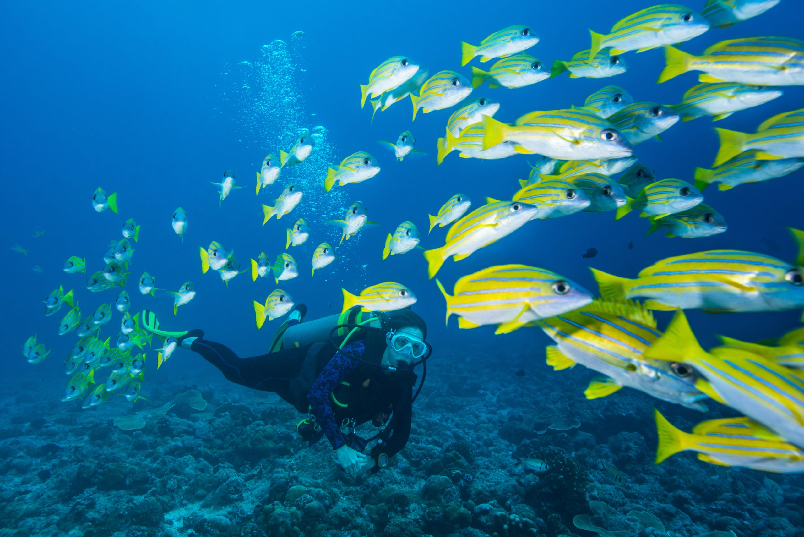 Traveler scuba diving surrounded by a school of fish.