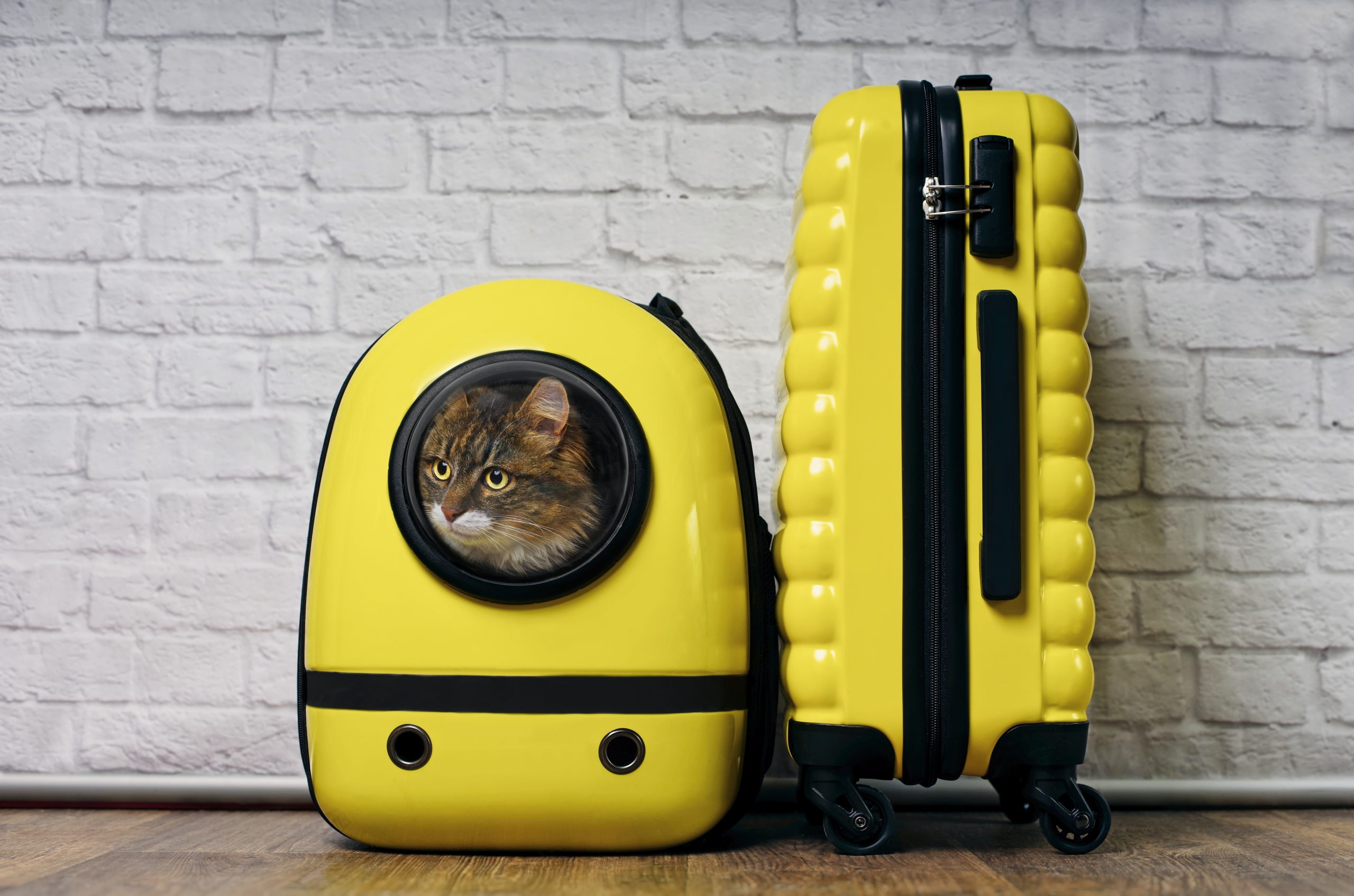 Travel carrier holds a cat on the left and yellow suitcase on the right.