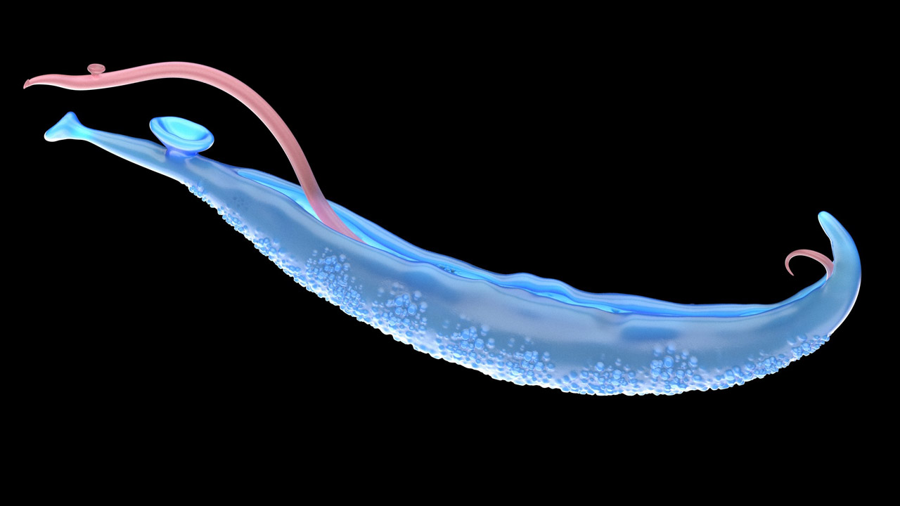 Close up of the parasitic worm that causes Schistosomiasis.