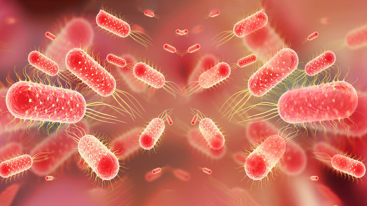 Typhoid and Paratyphoid Fever