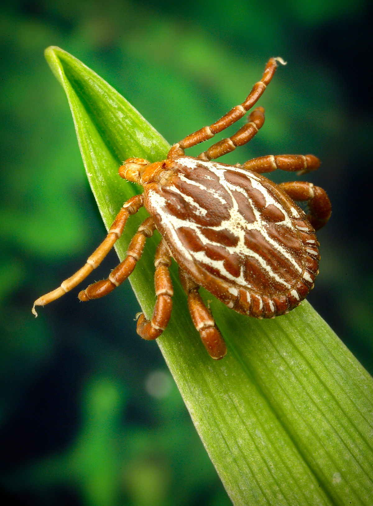 Rickettsial Diseases