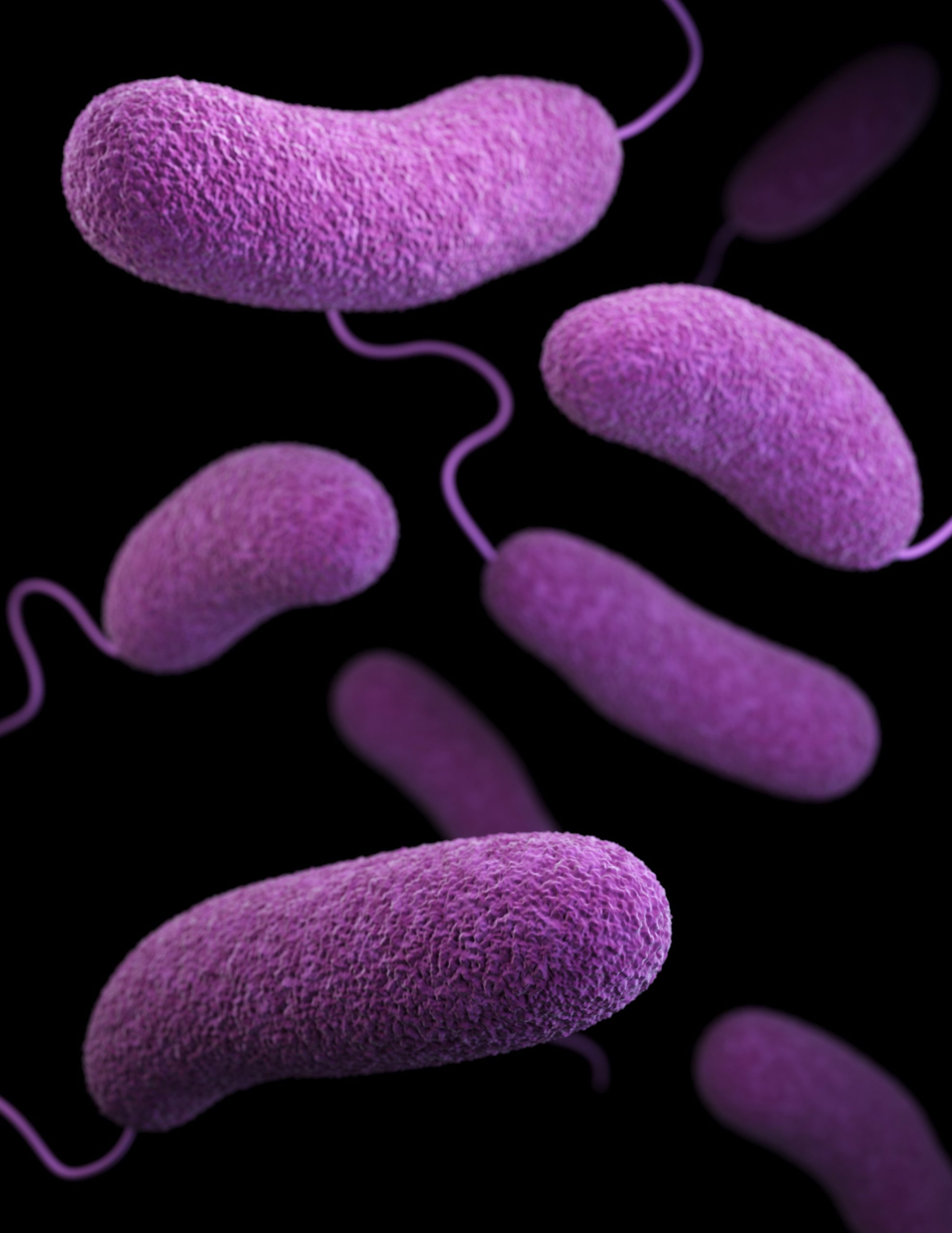This image shows microscopic, purple cholera bacteria against a black background.