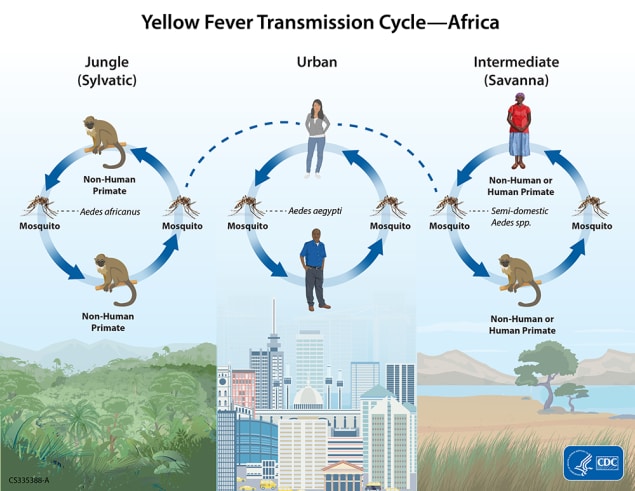 Image of yellow fever transmission cycle in an African setting. A mosquito and a non-human primate are shown on opposite sides of a circle with arrows connecting them to represent how yellow fever cycles between mosquitoes and animals in the jungle setting. A dashed line connects the circle to another circle in which the arrows connect a mosquito and a human demonstrating how yellow fever spreads in a city setting. Another dashed line connects the human to a third circle, in which the arrows connect mosquitoes, a human, and a non-human primate to show how yellow fever spreads in a savanna setting. The background of the first circle is a jungle landscape, the second is an urban city, and the third is a savanna.