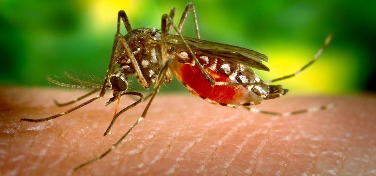 תמונה של יתוש אגיפטי של אדס