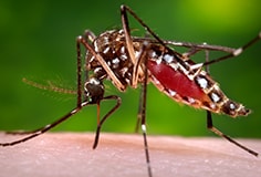Un mosquito Aedes aegypti  sobre la piel