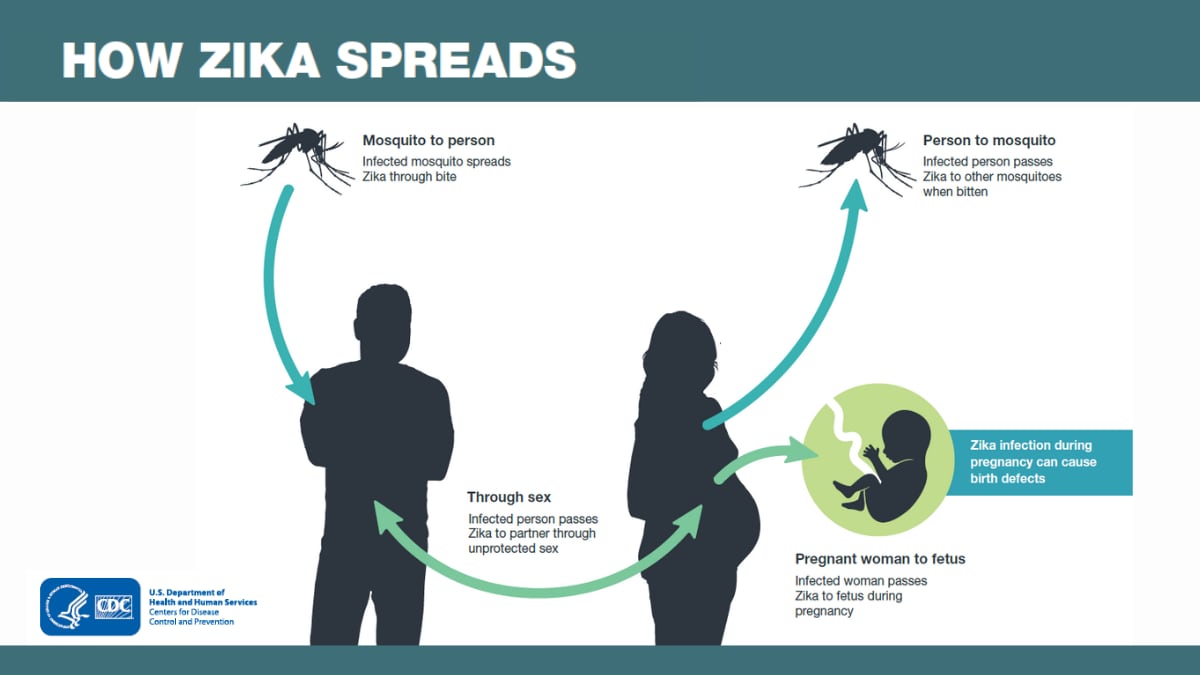 Una gráfica que muestra cómo se propaga el virus del Zika entre humanos y mosquitos, a través del sexo y de una persona embarazada a su feto.