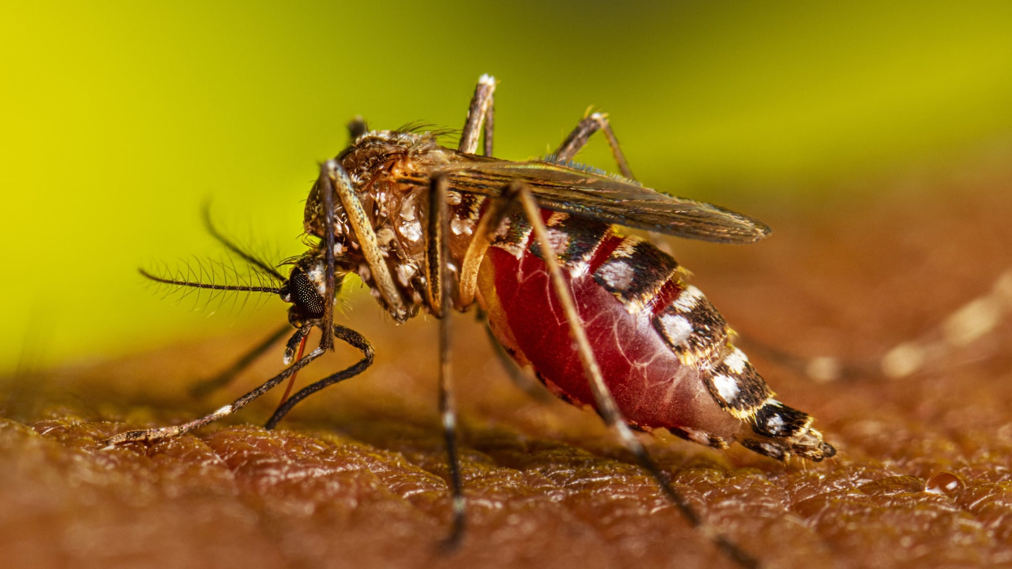Un mosquito Aedes aegypti hembra se alimenta de la sangre de un hospedador humano a través de su fascículo.